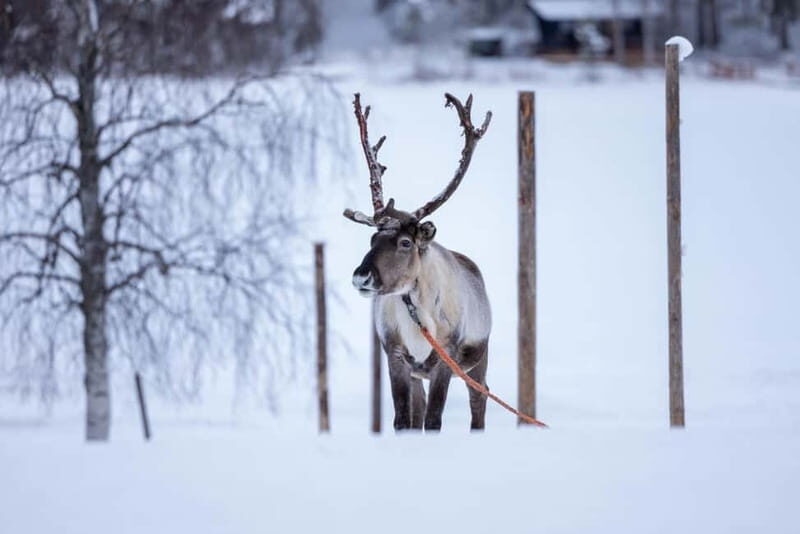 Rovaniemi: Reindeer Experience with Sleigh Ride - An Up-Close Look at the Reindeer Experience