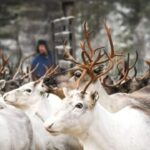 Rovaniemi: Reindeer Farm Visit and Sleigh Ride with transfer - Final Thoughts: Value and Authenticity