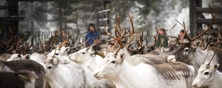 Rovaniemi: Reindeer Farm Visit and Sleigh Ride with transfer - Final Thoughts: Value and Authenticity