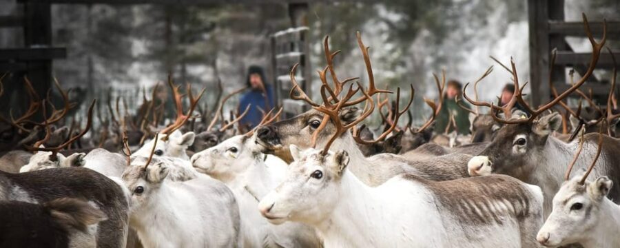 Rovaniemi: Reindeer Farm Visit and Sleigh Ride with transfer - Final Thoughts: Value and Authenticity