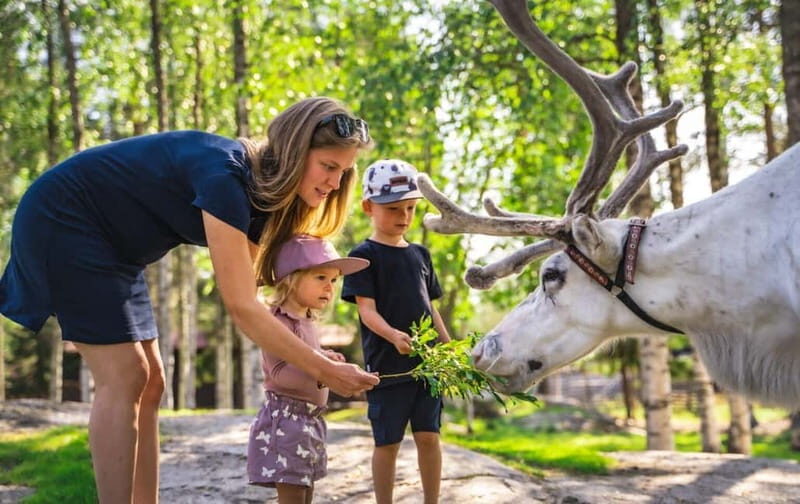 Rovaniemi: Reindeer Farm Visit at Autumn - An In-Depth Look at the Reindeer Farm Tour