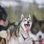 Rovaniemi: Reindeer, Huskies, Santa's Pets & Aurora Hunt - What’s Included & Practical Details