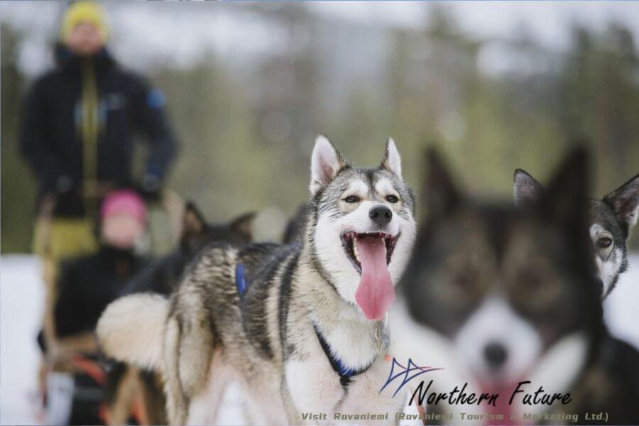 Rovaniemi: Reindeer, Huskies, Santa's Pets & Aurora Hunt - What’s Included & Practical Details
