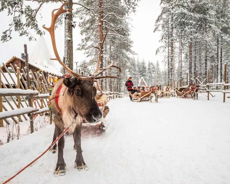 Rovaniemi: Reindeer & Husky Ride with Santa Claus Village - FAQ