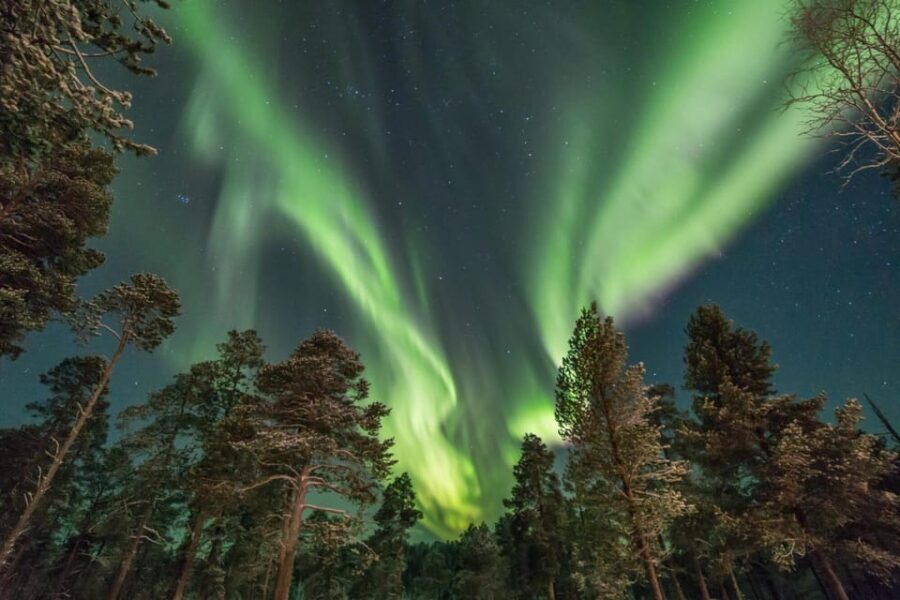 Rovaniemi: Reindeer Safari and Northern Lights Tour - A Deep Dive into the Reindeer Safari and Northern Lights Tour