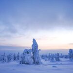 Rovaniemi: Riisitunturi National Park Day Trip with Lunch - Authentic Experiences and Real-World Insights