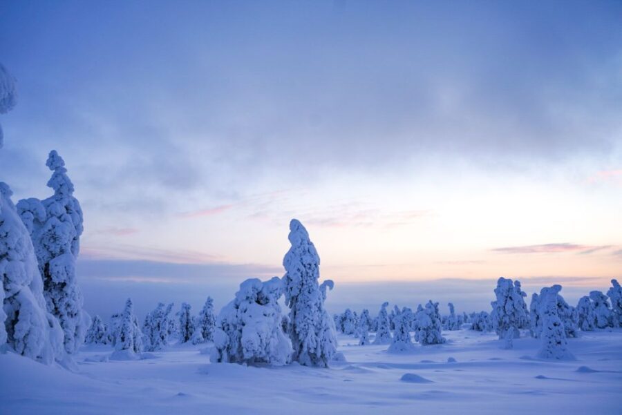 Rovaniemi: Riisitunturi National Park Day Trip with Lunch - Authentic Experiences and Real-World Insights