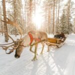 Rovaniemi: Santa Claus Village + Husky & Reindeer Sled Ride - An In-Depth Look at the Tour