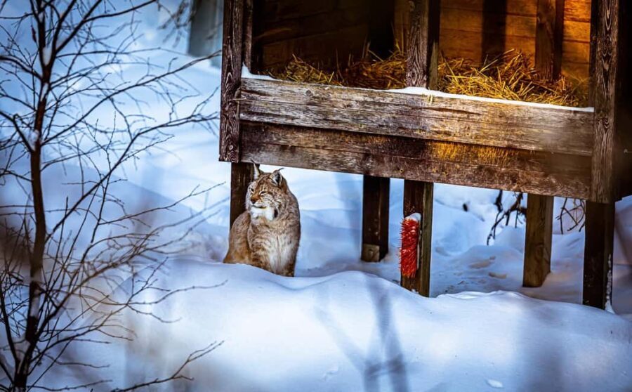 Rovaniemi: Santa Claus Village, Zoo, and Waterfalls Tour - Who Should Consider This Tour?