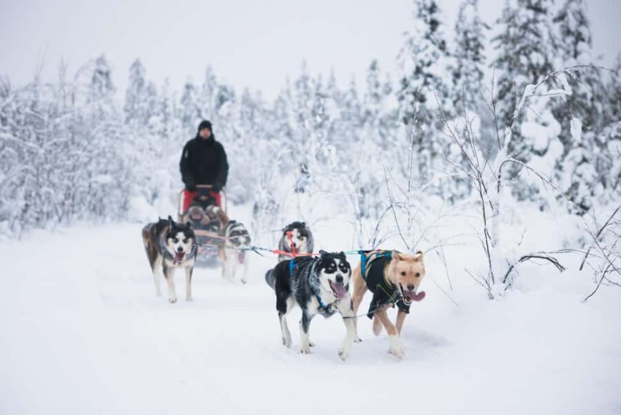 Rovaniemi: Self-Driving Husky Tour 7-kilometers - A Detailed Look at the Husky Self-Driving Tour