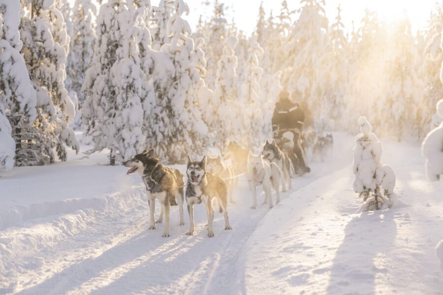 Rovaniemi: Snowmobile Safari, Reindeer & Husky Sleigh Ride - Snowmobiling and Other Activities