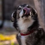 Rovaniemi: Summer Husky Kennel Tour and Cart Ride - Who Would Love This Tour?