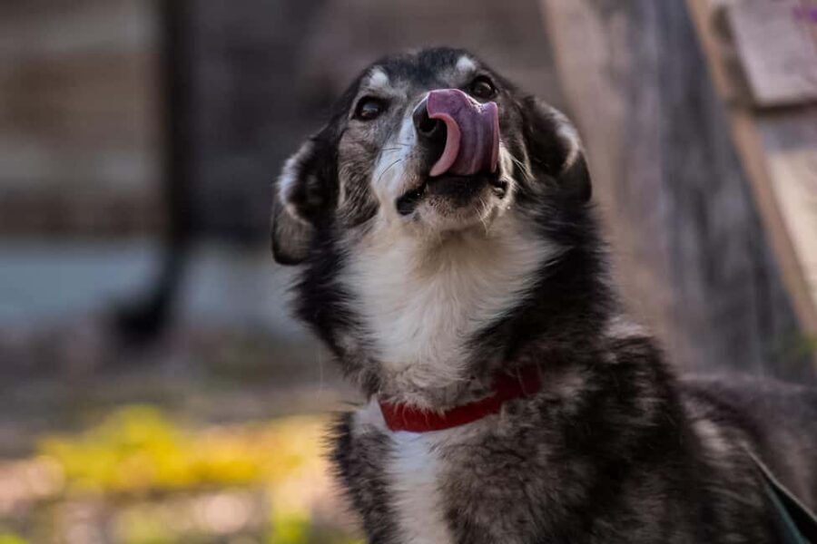 Rovaniemi: Summer Husky Kennel Tour and Cart Ride - Who Would Love This Tour?