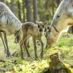 Rovaniemi: Summer Reindeer Farm Experience - Why We Think This Tour is Worth It