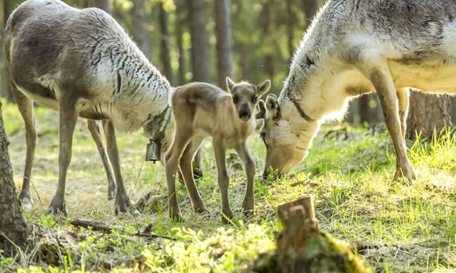 Rovaniemi: Summer Reindeer Farm Experience - Why We Think This Tour is Worth It