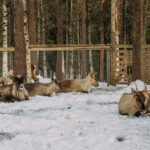 Rovaniemi: Trip to Ranua Zoo with Tickets - Final Thoughts: An Authentic Arctic Encounter