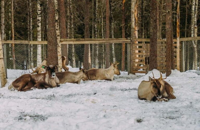 Rovaniemi: Trip to Ranua Zoo with Tickets - Final Thoughts: An Authentic Arctic Encounter