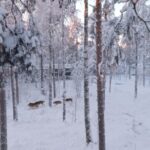 Rovaniemi: Trip to Ranua Zoo with Tickets Included - Frequently Asked Questions