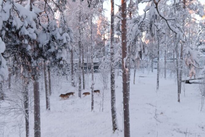 Rovaniemi: Trip to Ranua Zoo with Tickets Included - Frequently Asked Questions
