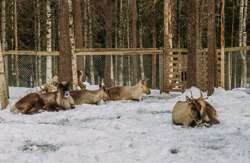 Rovaniemi: Trip to Ranua Zoo with Tickets - Final Thoughts: An Authentic Arctic Encounter