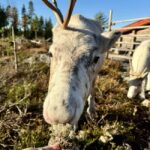Rovaniemi: Visit Authentic Family-owned Reindeer Farm - FAQ