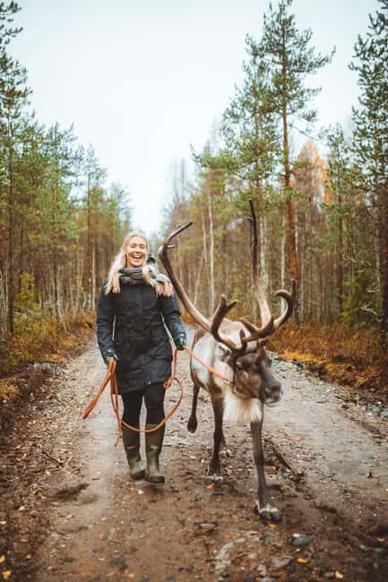Rovaniemi: Walk with Reindeer - The Value of the Experience
