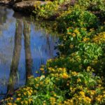 Royal Horticultural Society: Harlow Carr Garden Ticket - Final Thoughts: Is Harlow Carr Worth It?