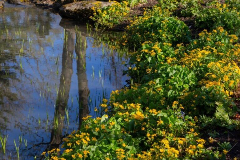 Royal Horticultural Society: Harlow Carr Garden Ticket - Final Thoughts: Is Harlow Carr Worth It?