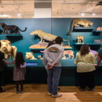 Royal Ontario Museum Revealed: A Guided Tour Through History - Practical Tips for Your Visit