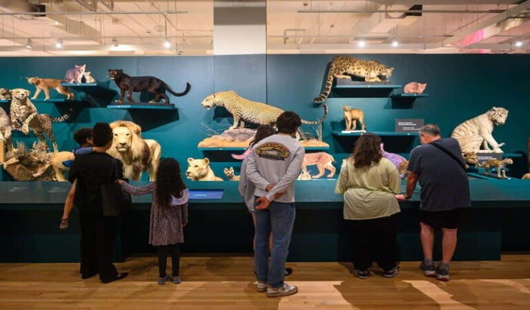 Royal Ontario Museum Revealed: A Guided Tour Through History - Practical Tips for Your Visit