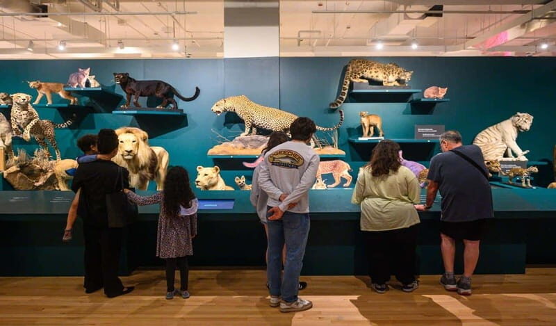 Royal Ontario Museum Revealed: A Guided Tour Through History - Practical Tips for Your Visit