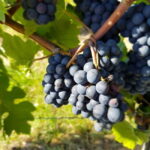 Rüdesheim - Wine tasting - A journey of pleasure through 5 wines - An In-Depth Look at the Rüdesheim Wine Tasting Experience