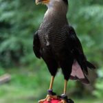 Ruhla: Ticket for a flight show with eagles, owls, and more. - Final Thoughts on the Ruhla Flight Show