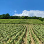 Ruinart Champagne Cellars Tastings Private trip from Paris - Authentic Experiences and Practical Details