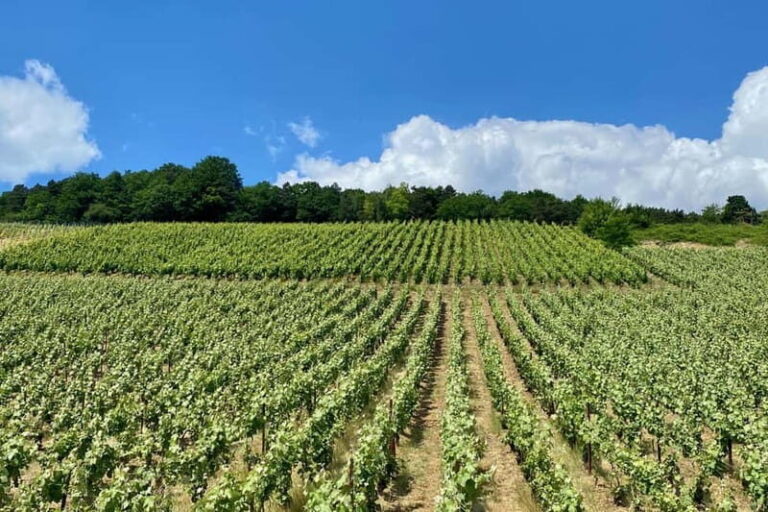 Ruinart Champagne Cellars Tastings Private trip from Paris - Authentic Experiences and Practical Details