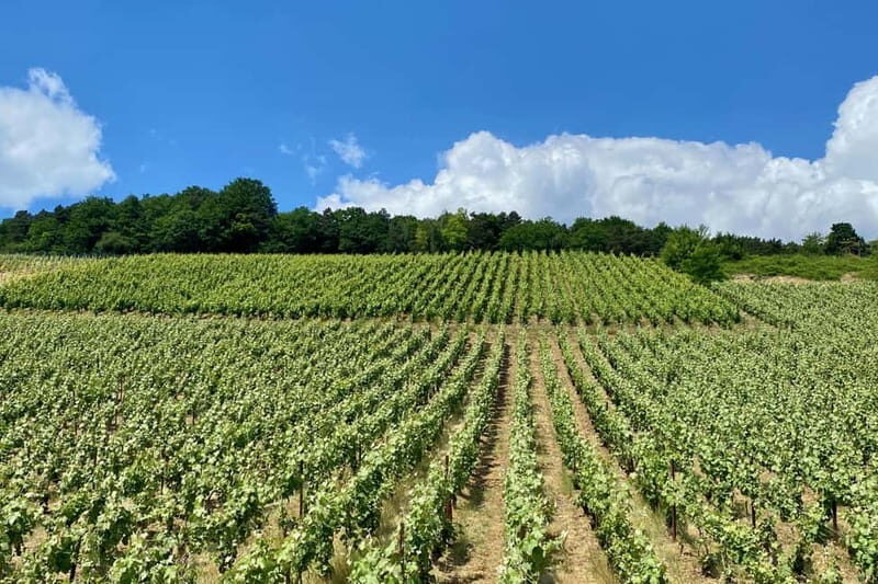 Ruinart Champagne Cellars Tastings Private trip from Paris - Authentic Experiences and Practical Details