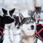 Ruka: Husky Ride and Farm Visit + Fireside Treats - Value and Pricing Analysis