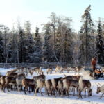 RUKA: Reindeer Feeding, Sleigh Ride & Fireside Delicacies - Final Thoughts