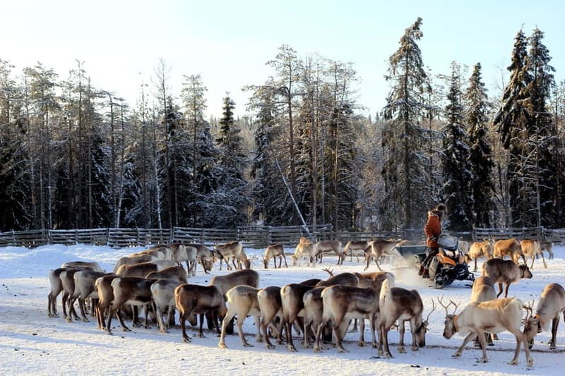 RUKA: Reindeer Feeding, Sleigh Ride & Fireside Delicacies - Final Thoughts
