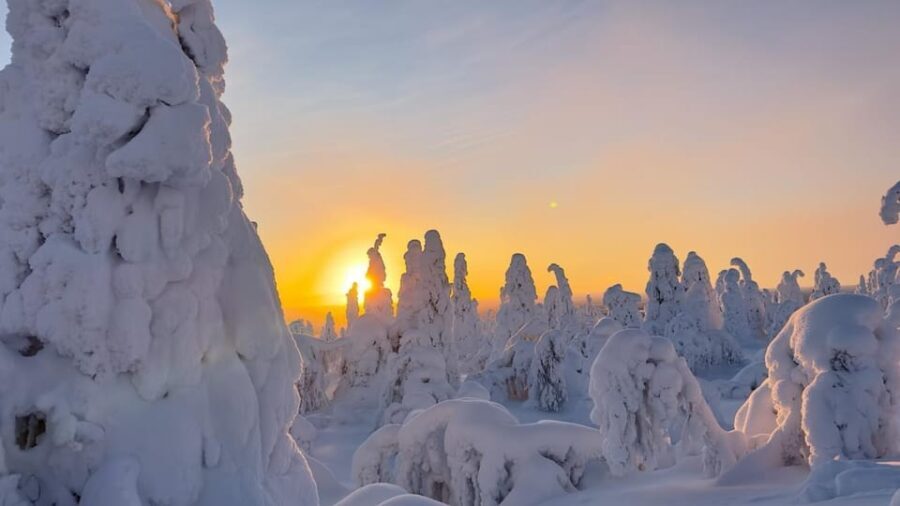 Ruka: Riisitunturi National Park with lunch. - Why This Tour Offers Great Value