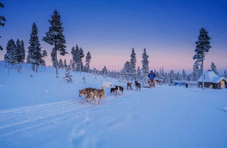 Saariselkä: Husky Safari with Aurora Borealis Hunt - Who Should Consider This Tour?