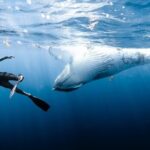 Sacred Experience Swimming with a Whale in Moorea - The Sum Up
