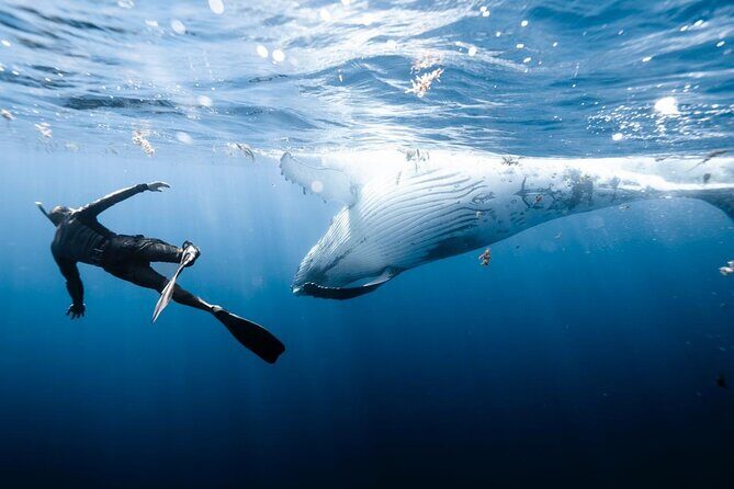 Sacred Experience Swimming with a Whale in Moorea - The Sum Up
