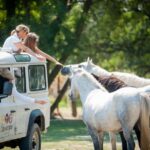 Safari 4x4 in Camargue / VIP Tour 3h30 / Grau du Roi - The Landmarks and Wildlife You’ll Encounter