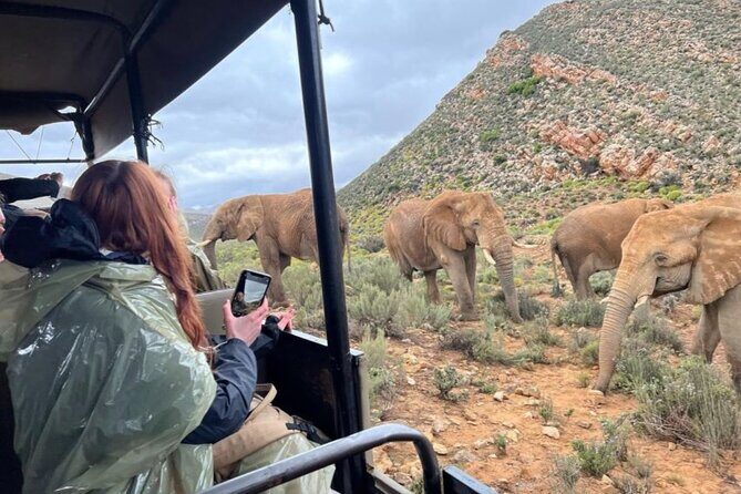 SAFARI Aquila Game Reserve - Round trip + Lunch incl. (Cape Town) - Final Thoughts: Is It Worth It?