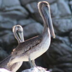 SAFARI THROUGH THE MANGROVES IN VENTANILLA OAXACA - Detailed Breakdown of the Experience