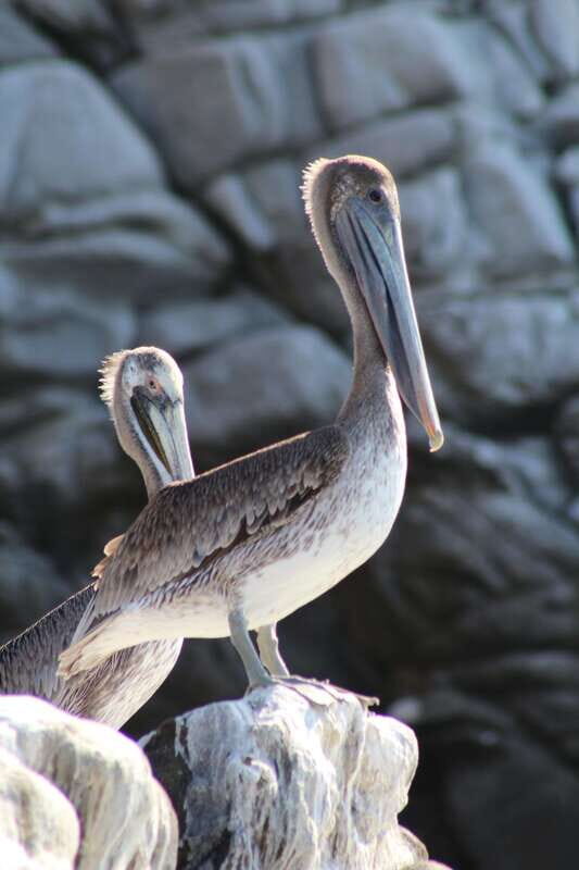 SAFARI THROUGH THE MANGROVES IN VENTANILLA OAXACA - Detailed Breakdown of the Experience