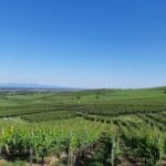 Safari Wine Villages & Wine tasting - A Deep Dive into the Experience