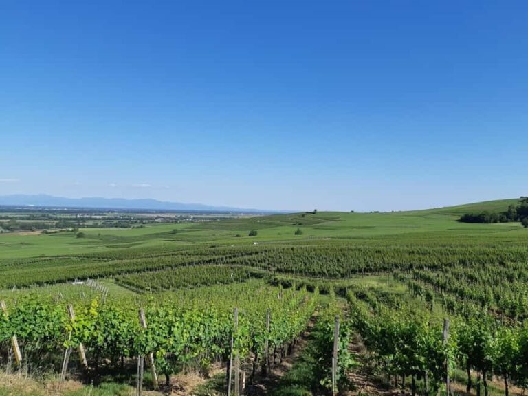 Safari Wine Villages & Wine tasting - A Deep Dive into the Experience
