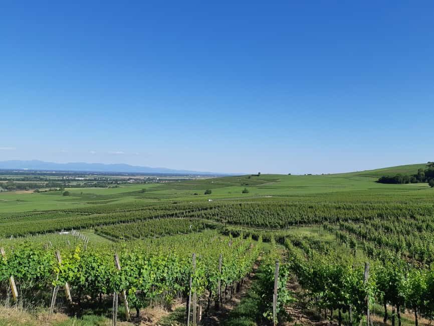Safari Wine Villages & Wine tasting - A Deep Dive into the Experience